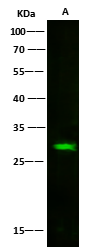 Latexin Antibody (101) - Azide and BSA Free