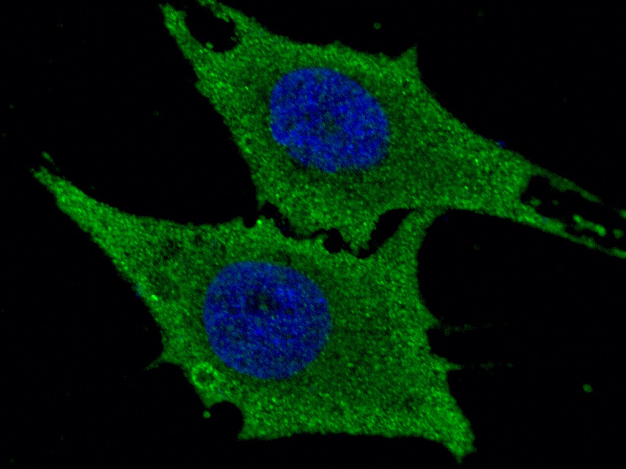 Leukotriene A4 Hydrolase/LTA4H Antibody (201) - Azide and BSA Free