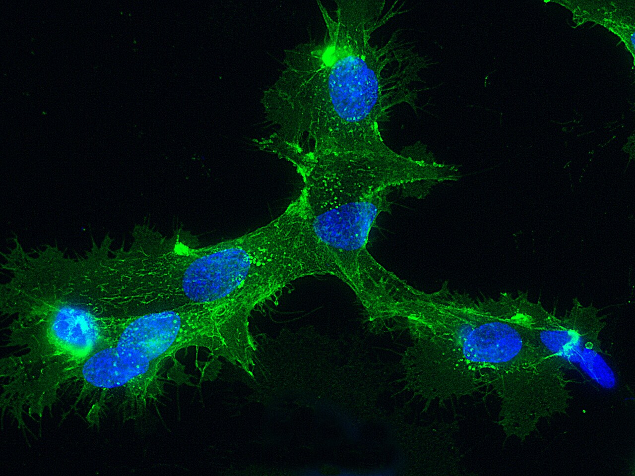 E-Selectin/CD62E Antibody (208) - Azide and BSA Free