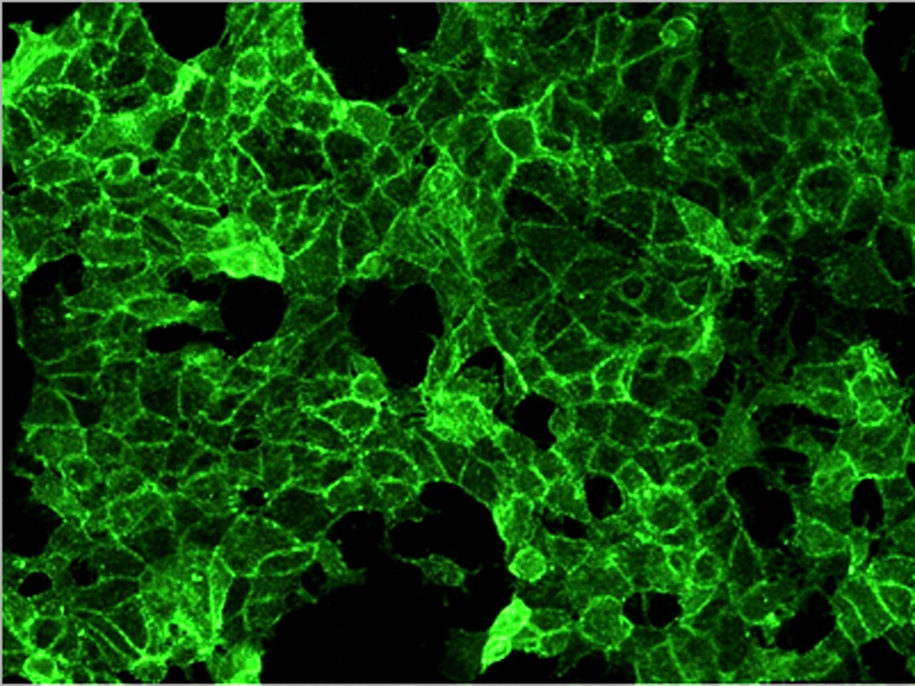 TROP-2 Antibody (001) - Azide and BSA Free