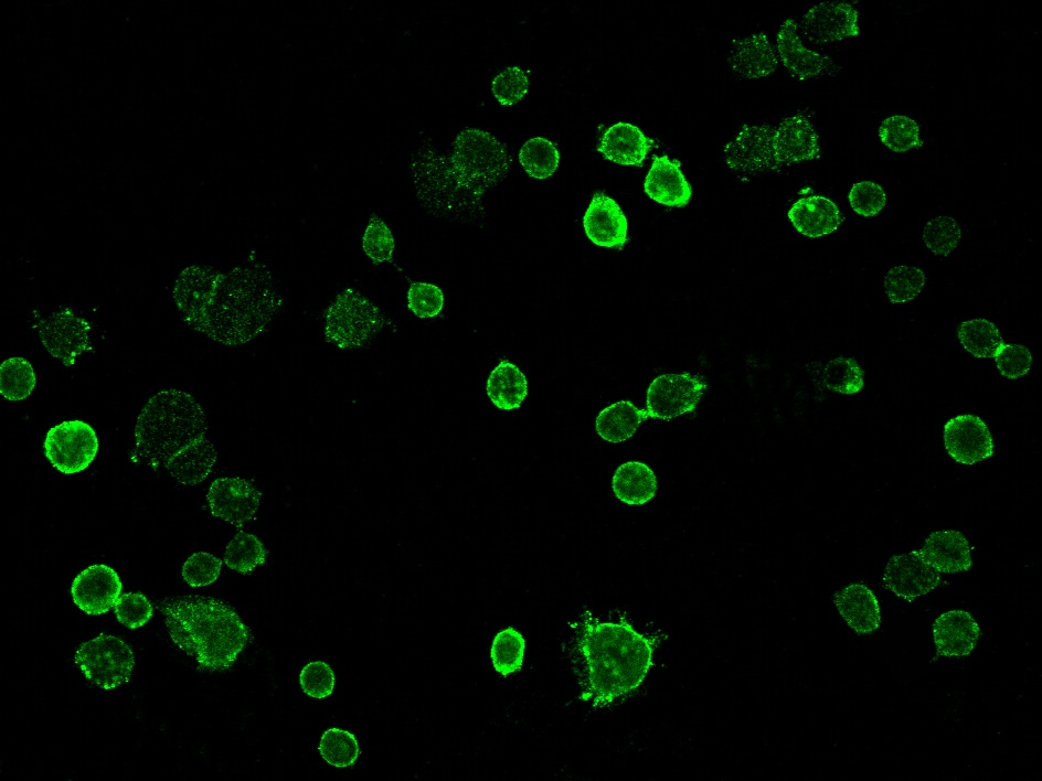 TROP-2 Antibody (020) - Azide and BSA Free