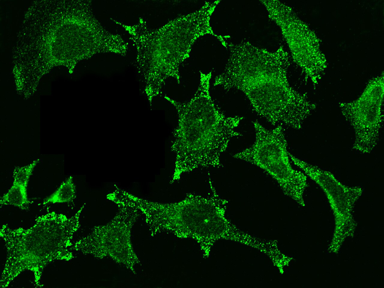Cystatin C Antibody (033) - Azide and BSA Free