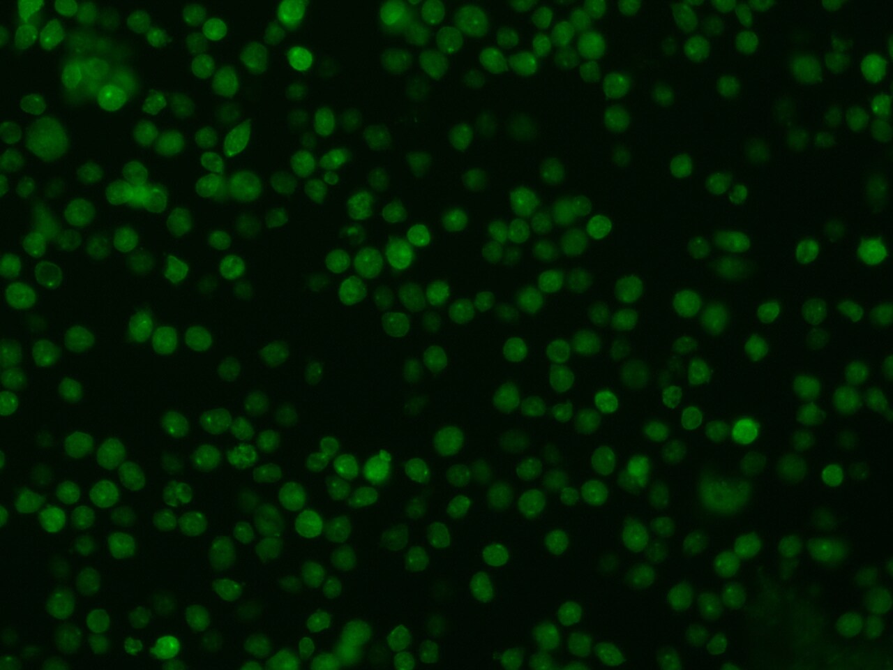 Oncostatin M/OSM Antibody (015) - Azide and BSA Free