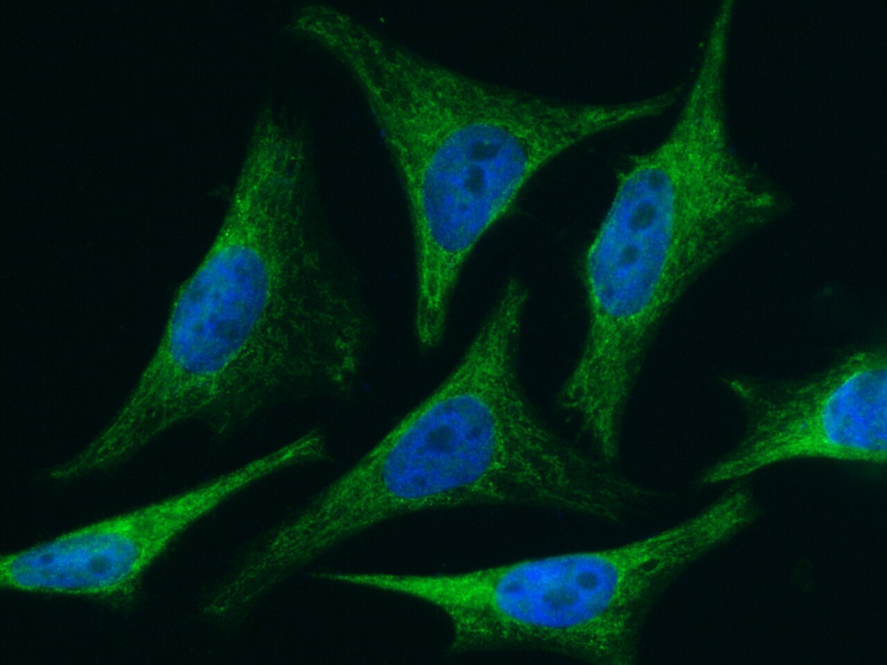 BID Antibody (005) - Azide and BSA Free