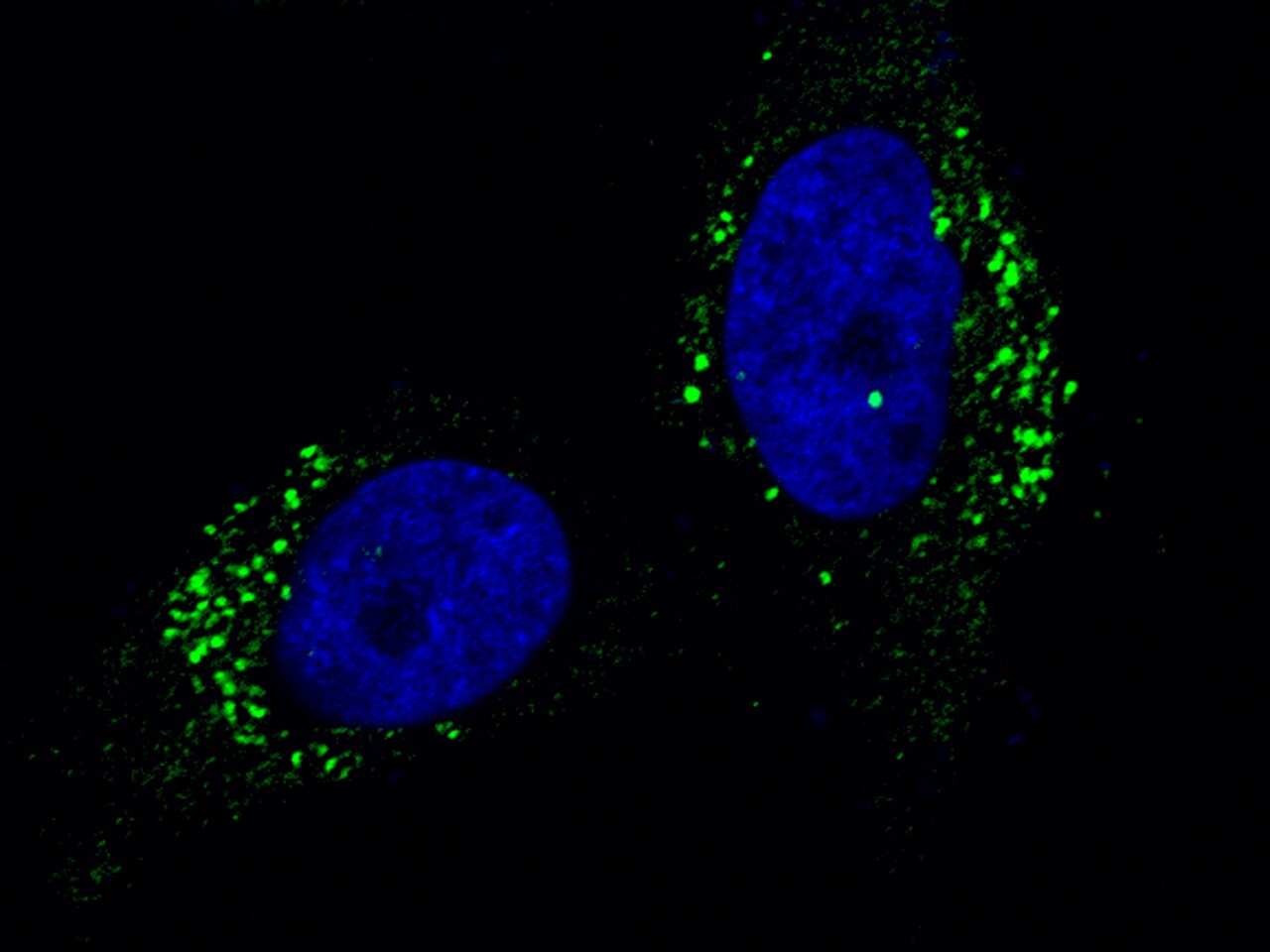 Cathepsin A/Lysosomal Carboxypeptidase A Antibody (104) - Azide and BSA Free