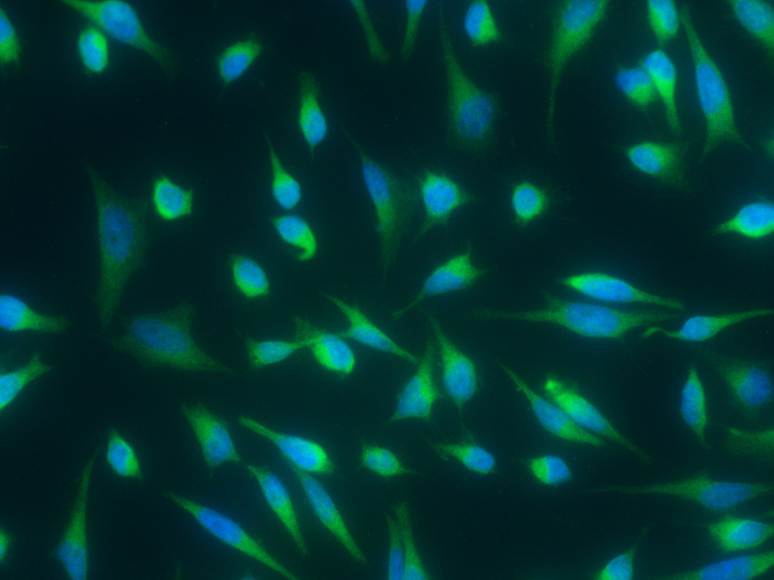 DC-LAMP Antibody (007) - Azide and BSA Free