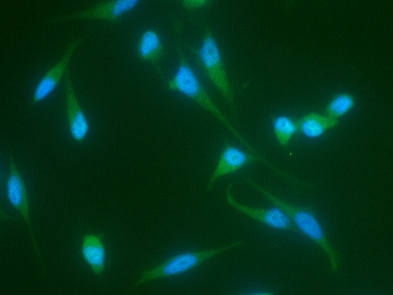 JNK2 Antibody (011) - Azide and BSA Free