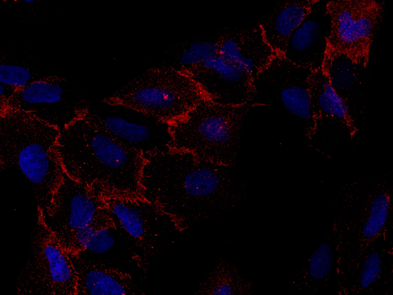 CXADR Antibody (271) - Azide and BSA Free