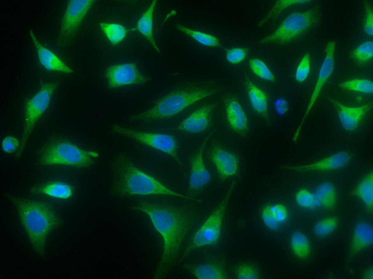 Protein Disulfide Isomerase/P4HB Antibody (16) - Azide and BSA Free