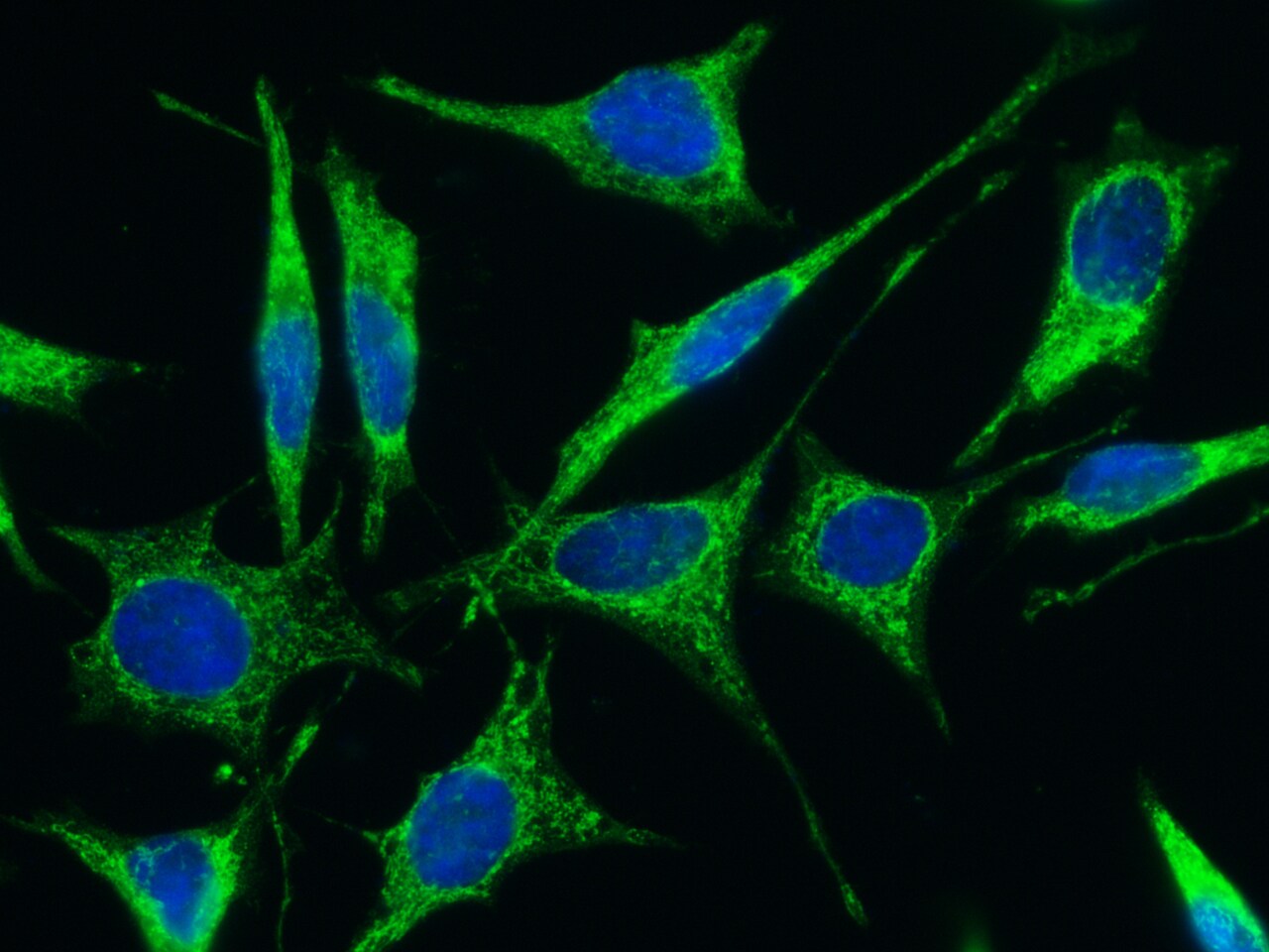Follistatin-like 1/FSTL1 Antibody (009) - Azide and BSA Free