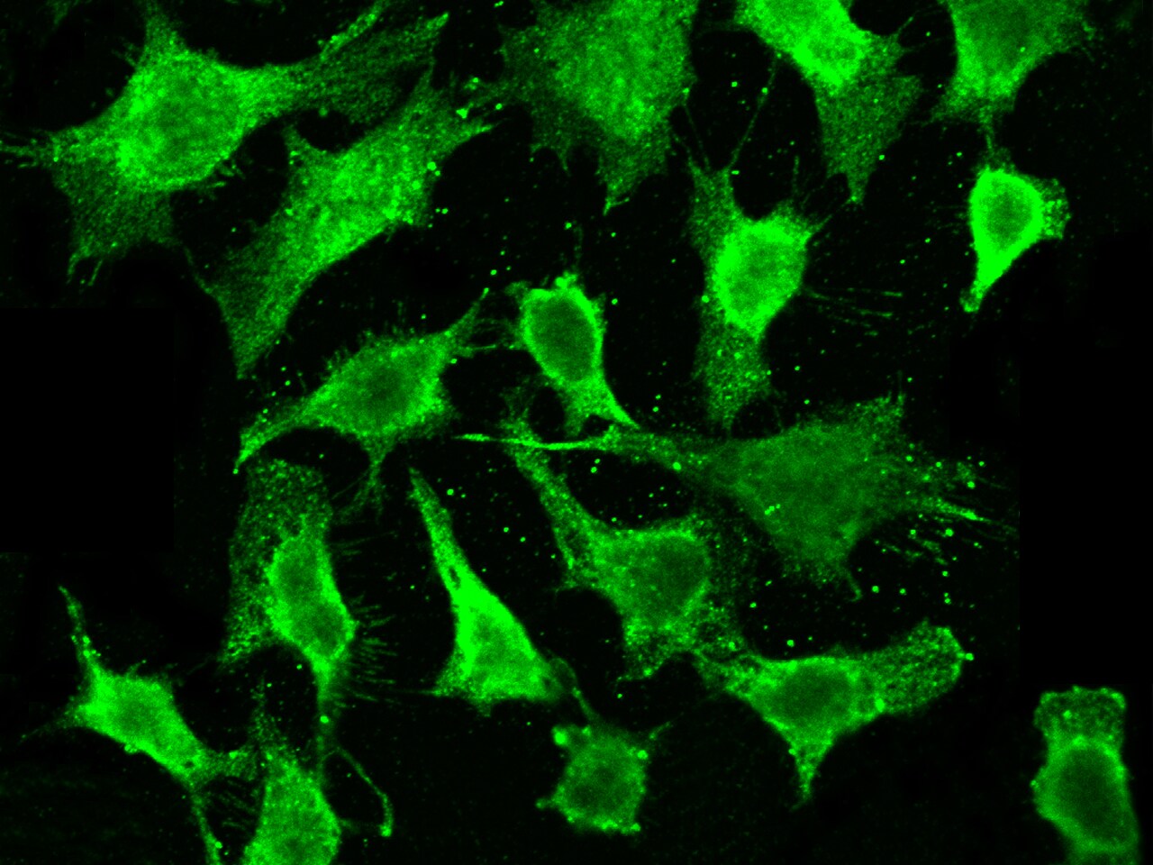 MESDC2 Antibody (502) - Azide and BSA Free