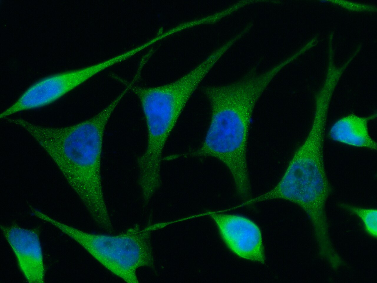 Renin Antibody (009) - Azide and BSA Free
