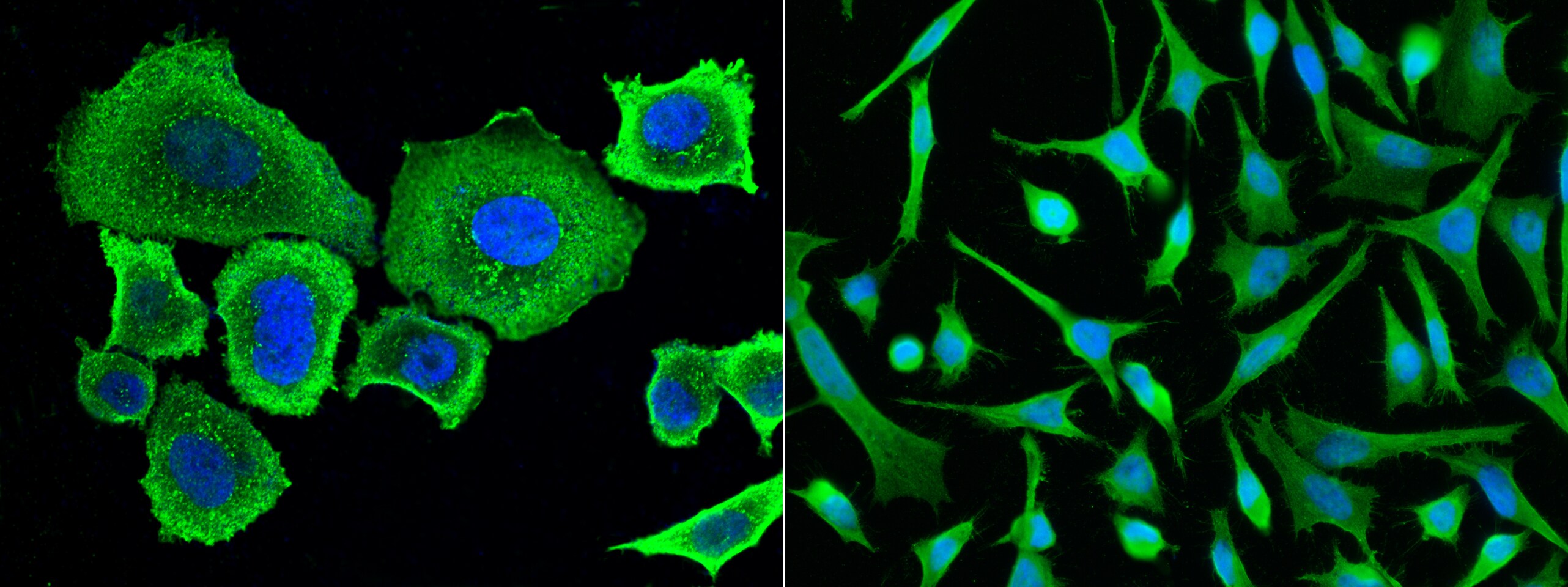 Serpin A8/Angiotensinogen Antibody (1) - Azide and BSA Free