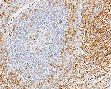 CD7 Antibody (15) - Azide and BSA Free