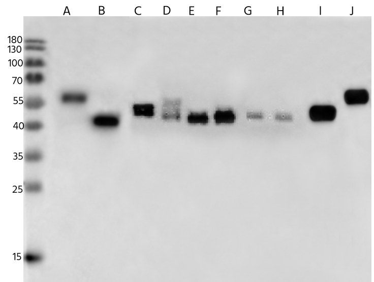 Human Respiratory Syncytial Virus A2 Fusion Protein Antibody (R338) - Azide and BSA Free