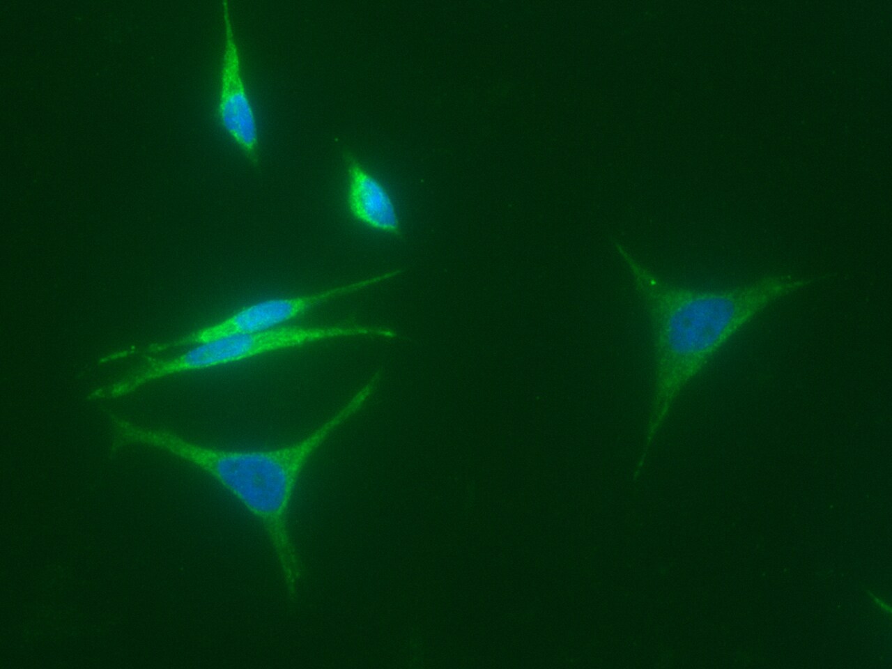 15-PGDH/HPGD Antibody (016) - Azide and BSA Free