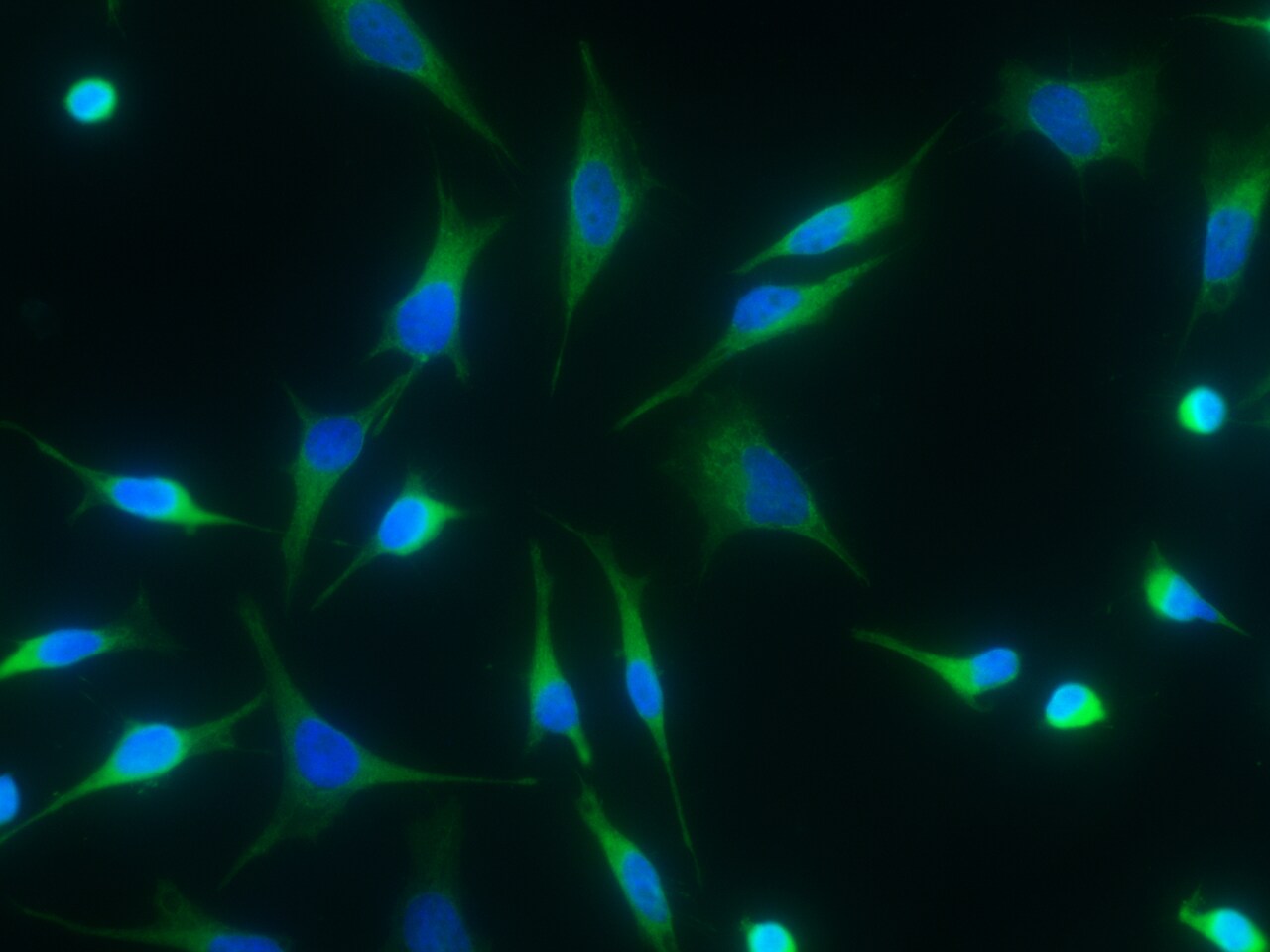 15-PGDH/HPGD Antibody (027) - Azide and BSA Free