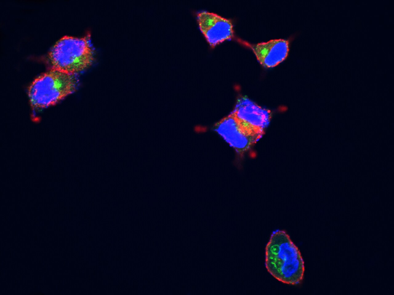 LAMP-1/CD107a Antibody (107) - Azide and BSA Free