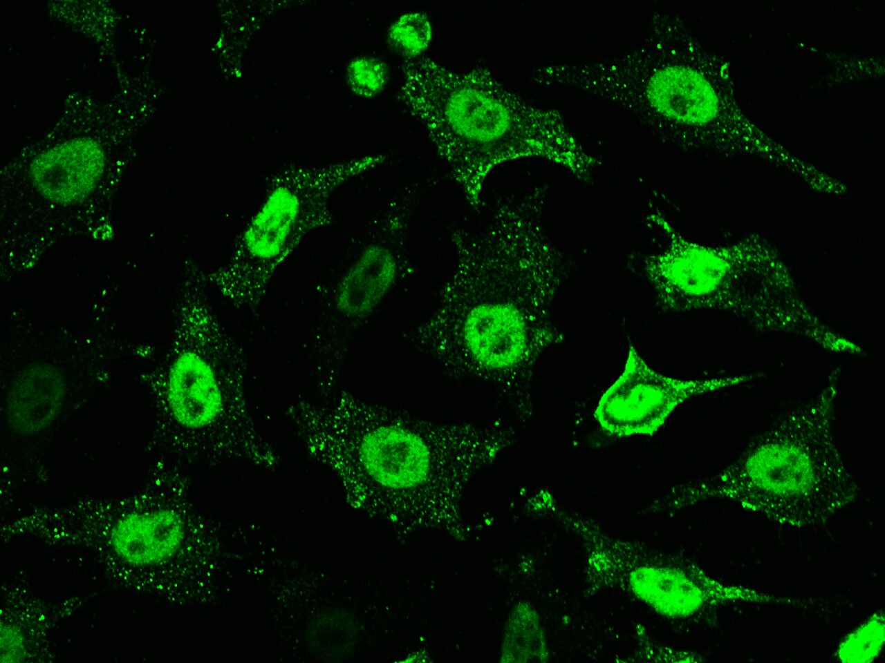 PP2C gamma/PPM1G Antibody (112) - Azide and BSA Free