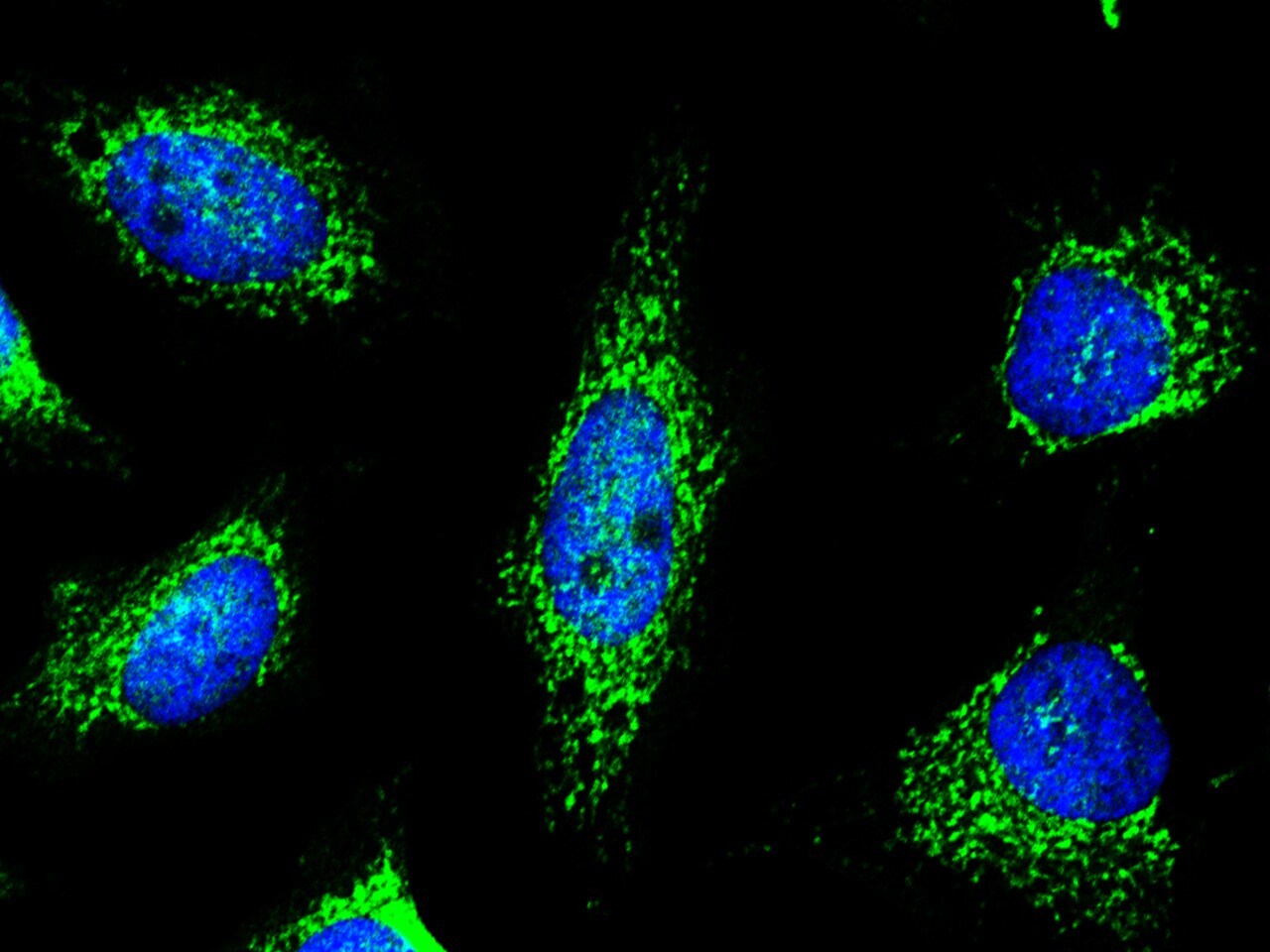 Peroxiredoxin 5 Antibody (002) - Azide and BSA Free