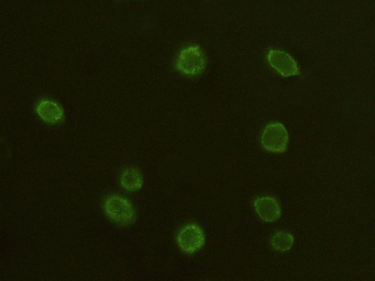 CD97 Antibody (024) - Azide and BSA Free