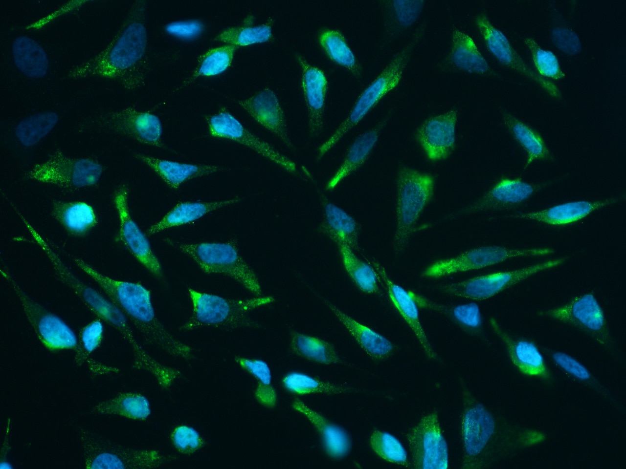 Clusterin/APOJ Antibody (13) - Azide and BSA Free