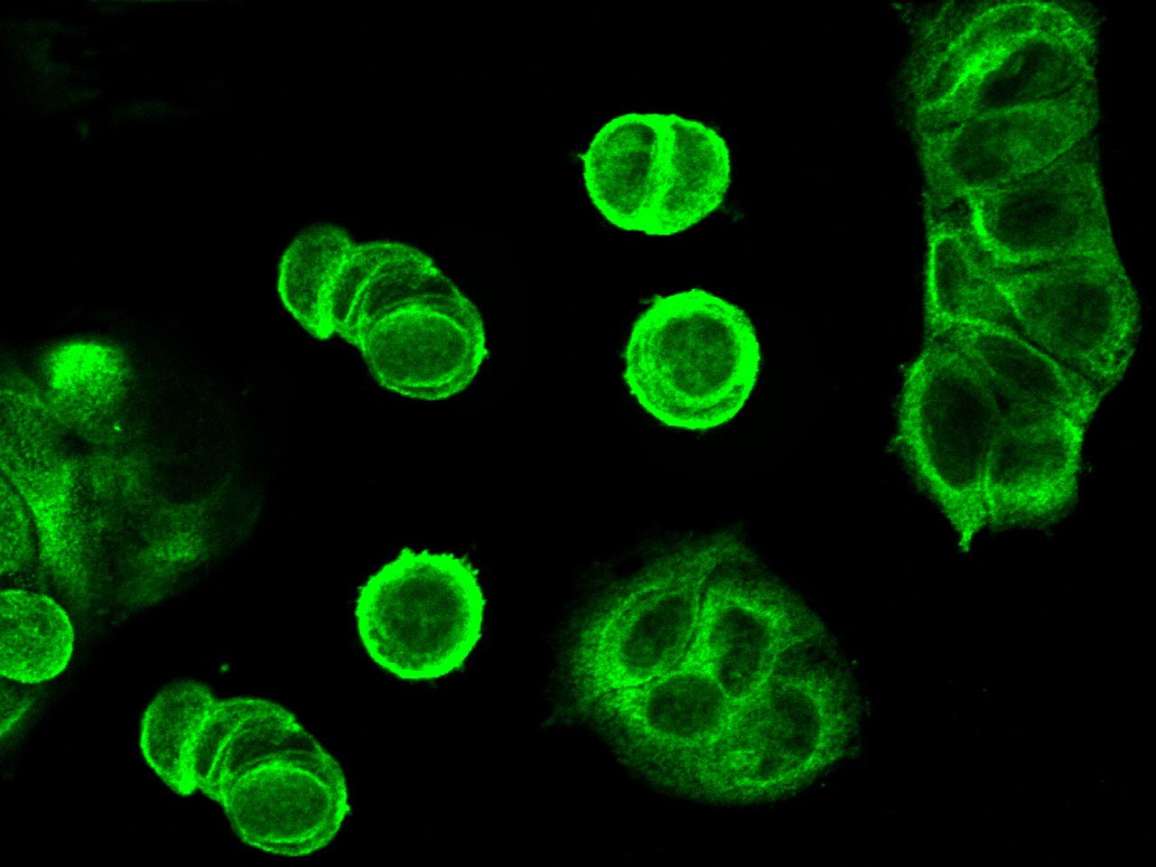 ORP150/HSP12A Antibody (201) - Azide and BSA Free