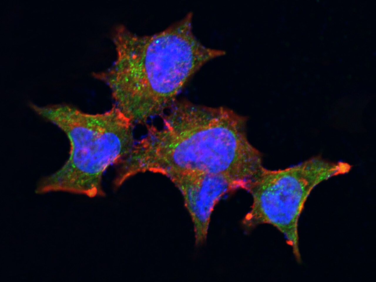 Cytosolic beta-Glucosidase/GBA3 Antibody (008) - Azide and BSA Free