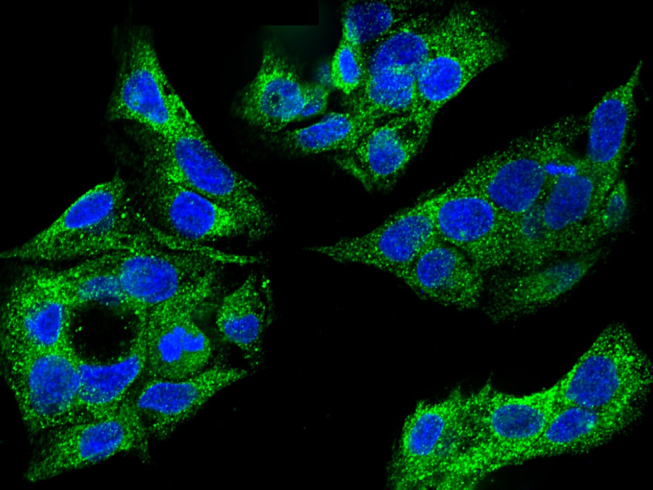 Cytosolic Sulfotransferase 1A1/SULT1A1 Antibody (034) - Azide and BSA Free