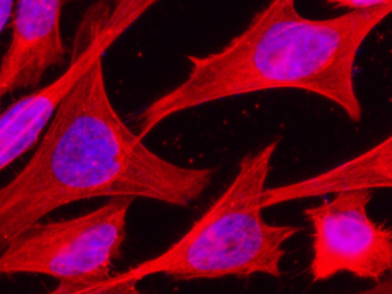 HSP70/HSPA1A Antibody (001) - Azide and BSA Free