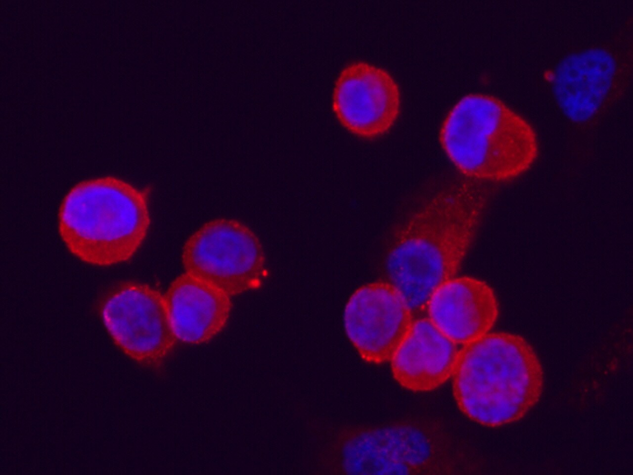 C4.4A/LYPD3 Antibody (213) - Azide and BSA Free