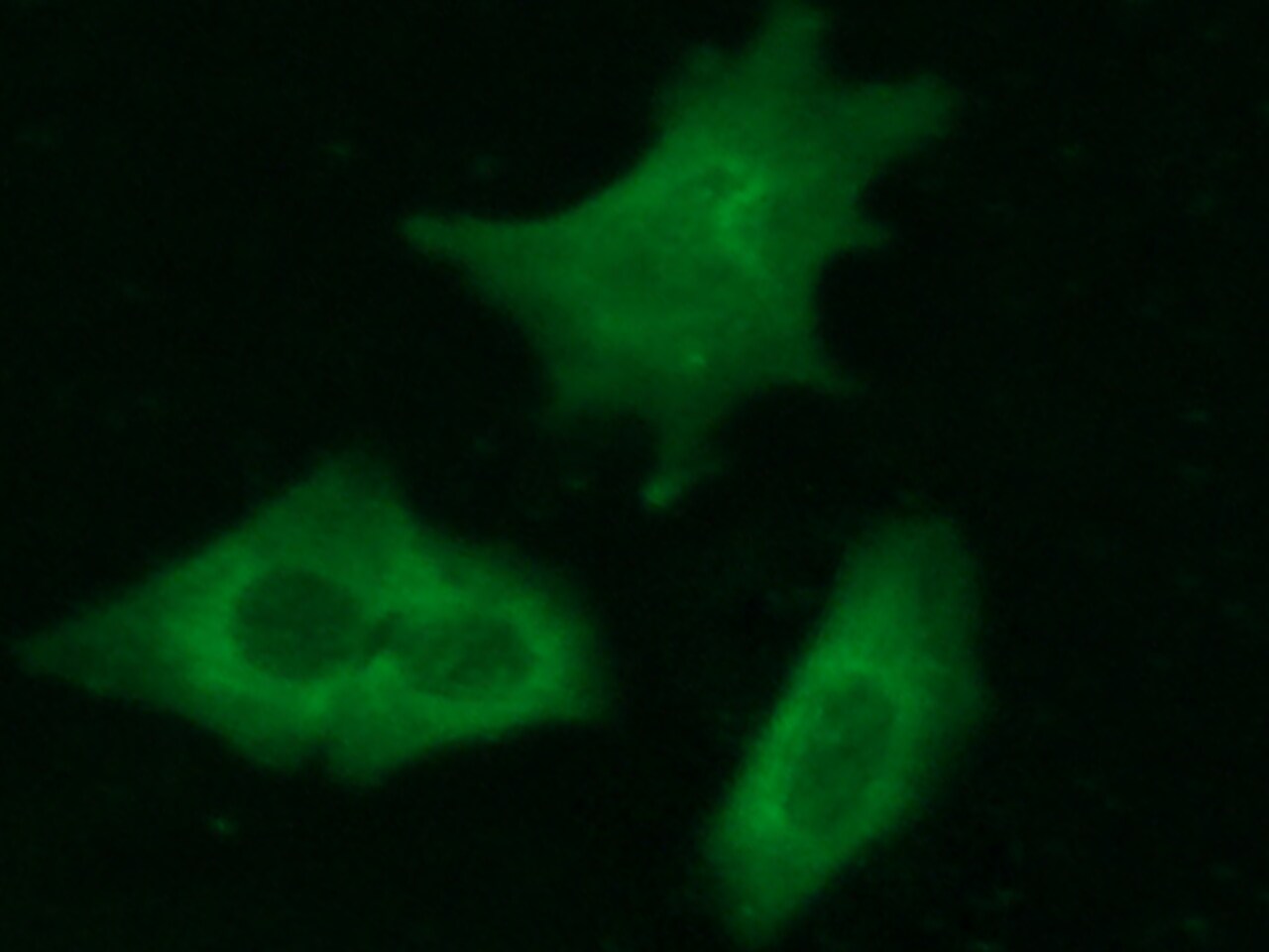 Complexin-2 Antibody (021) - Azide and BSA Free