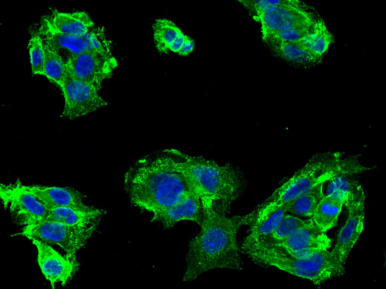 CD46 Antibody (001) - Azide and BSA Free