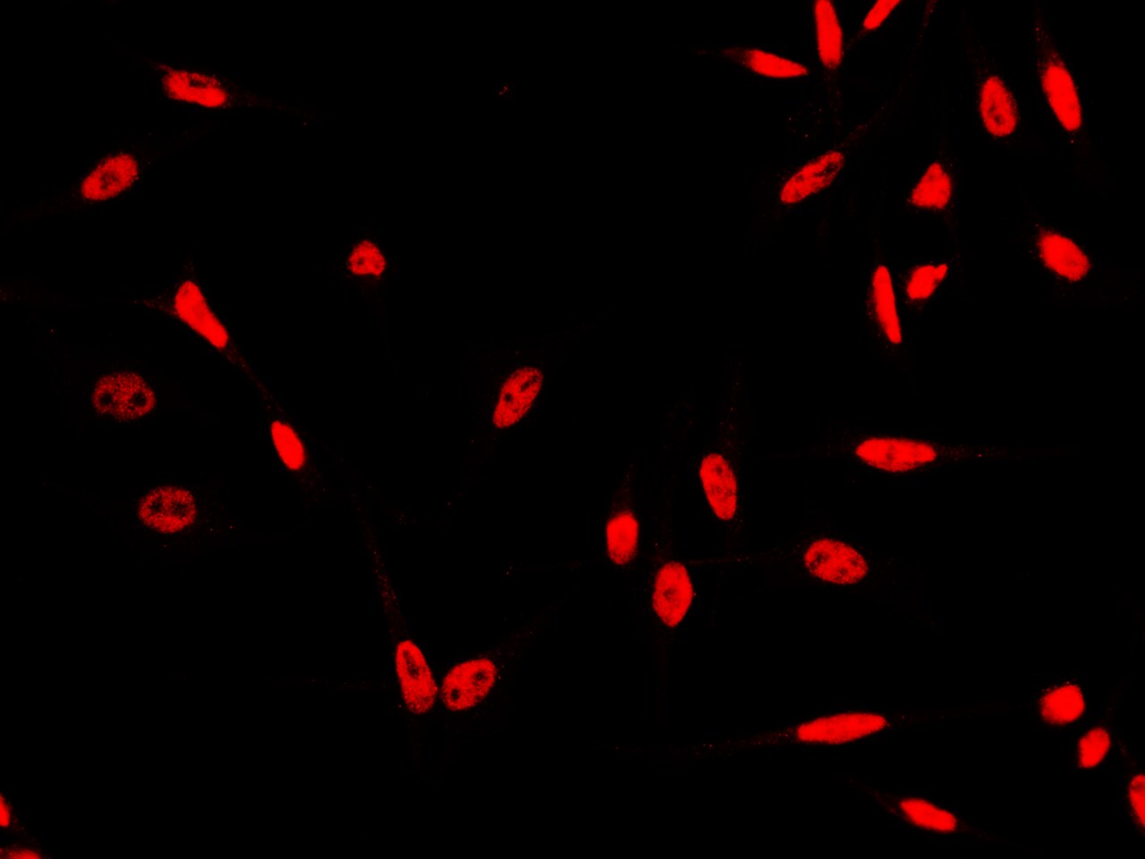 HSF1 Antibody (009) - Azide and BSA Free