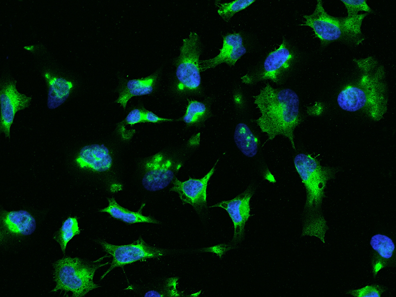RhoA Antibody (103) - Azide and BSA Free