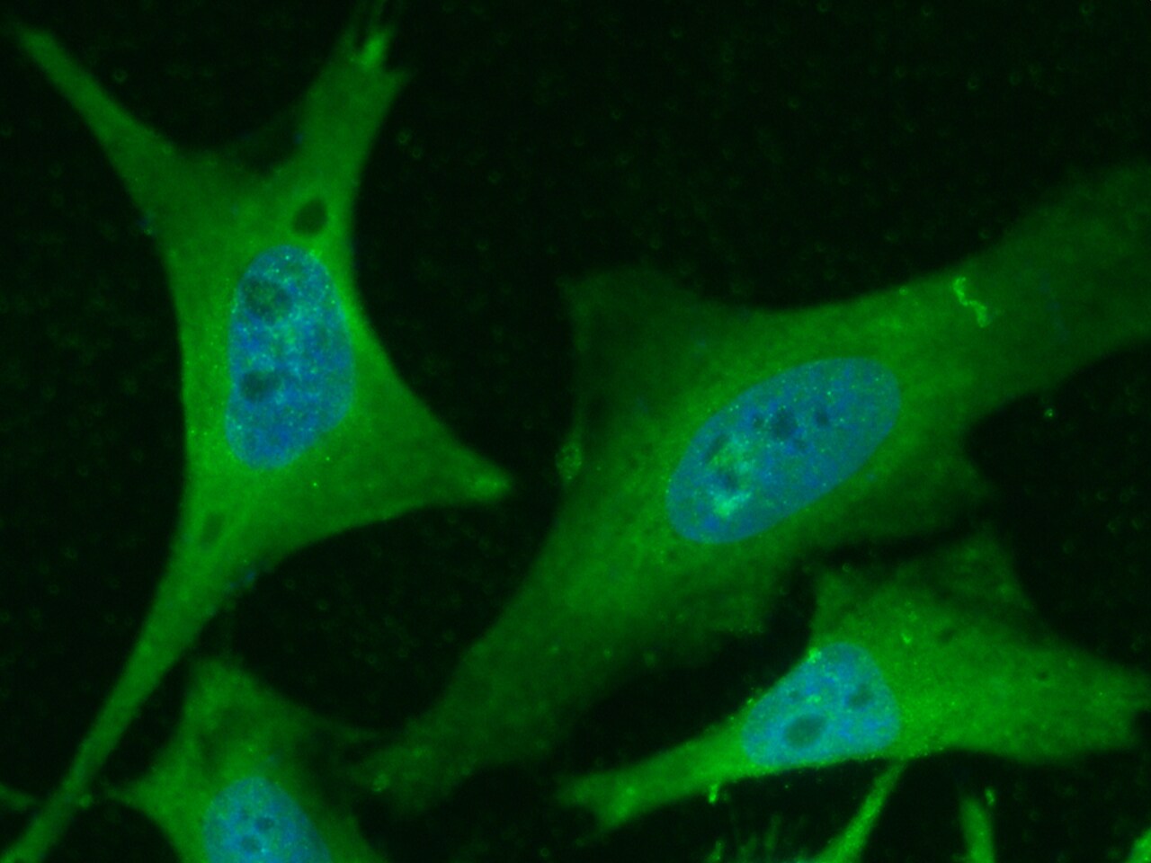 PHPT1 Antibody (001) - Azide and BSA Free