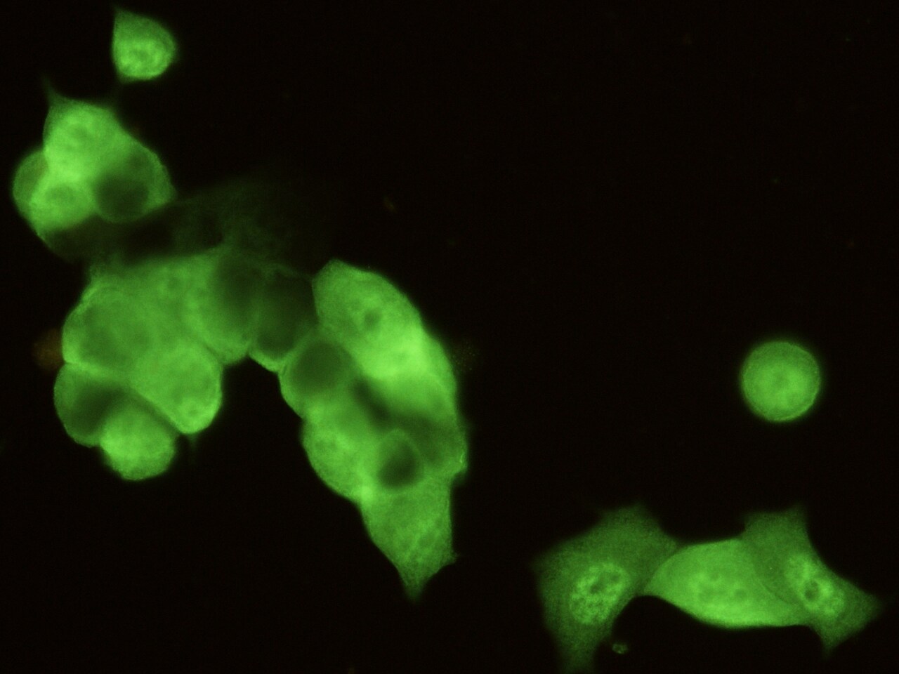 CHIP/STUB1 Antibody (034) - Azide and BSA Free