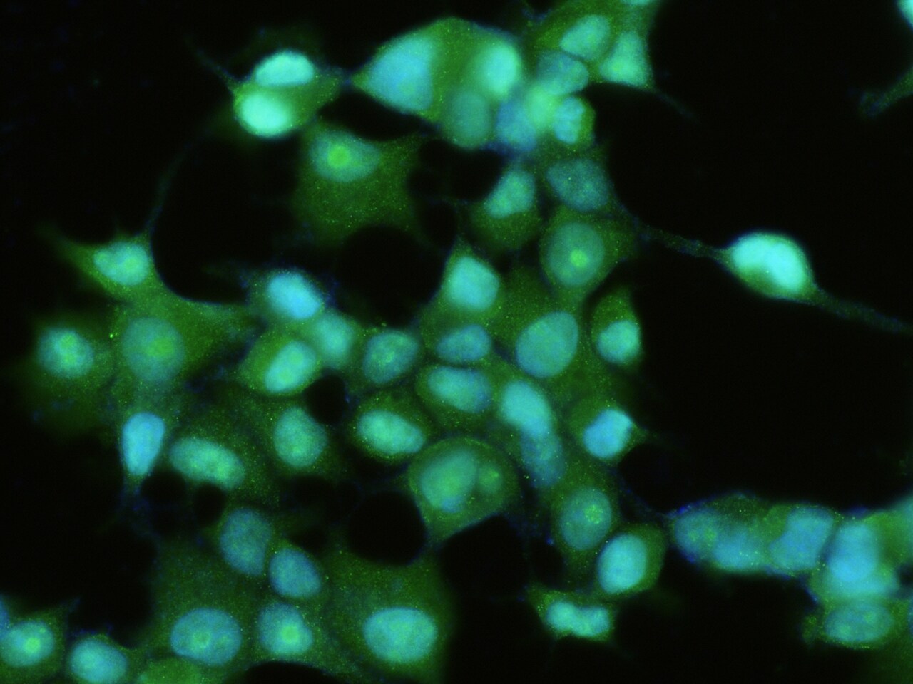 FABP6 Antibody (201) - Azide and BSA Free
