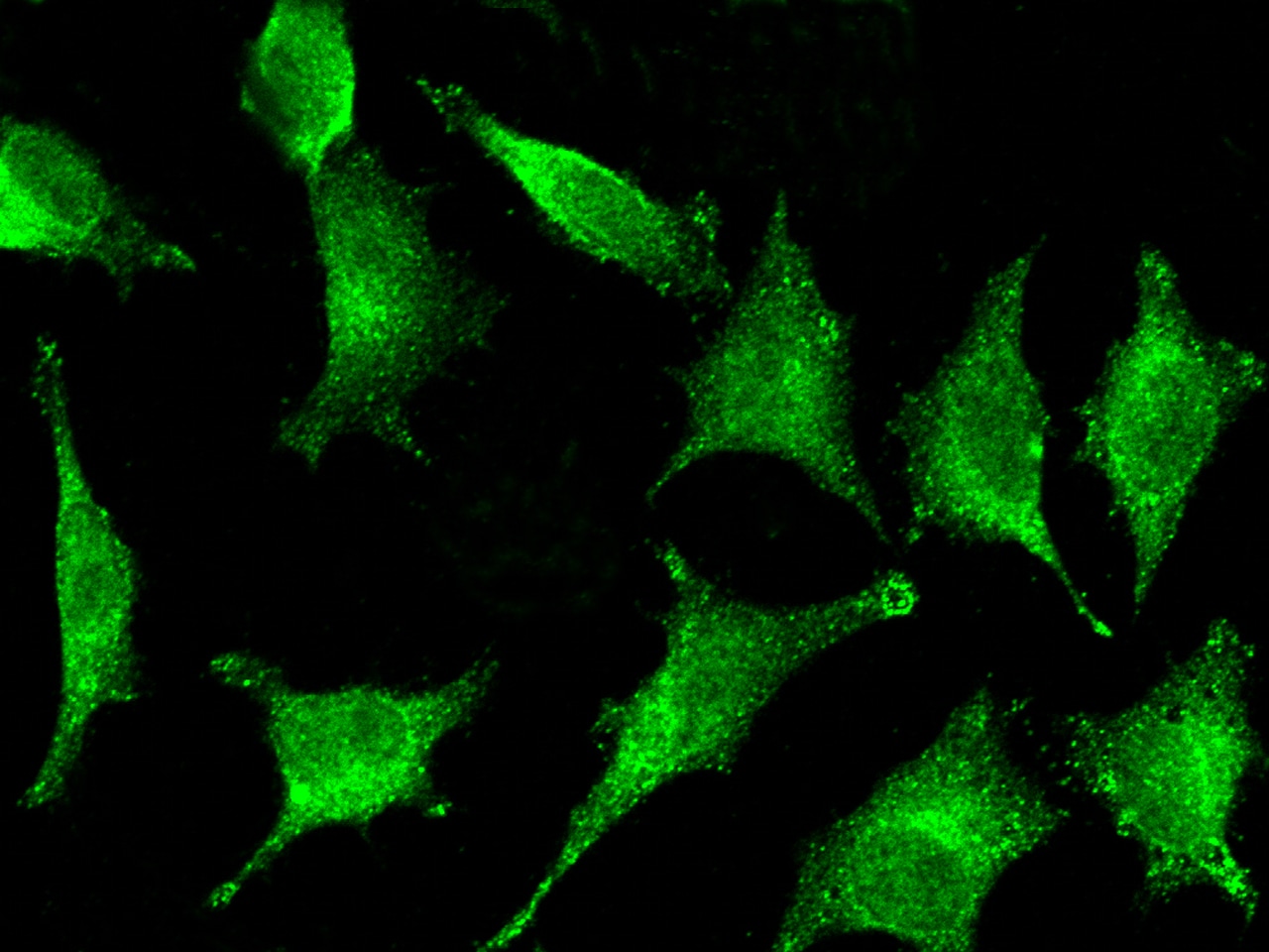 GILT/IFI30 Antibody (003) - Azide and BSA Free