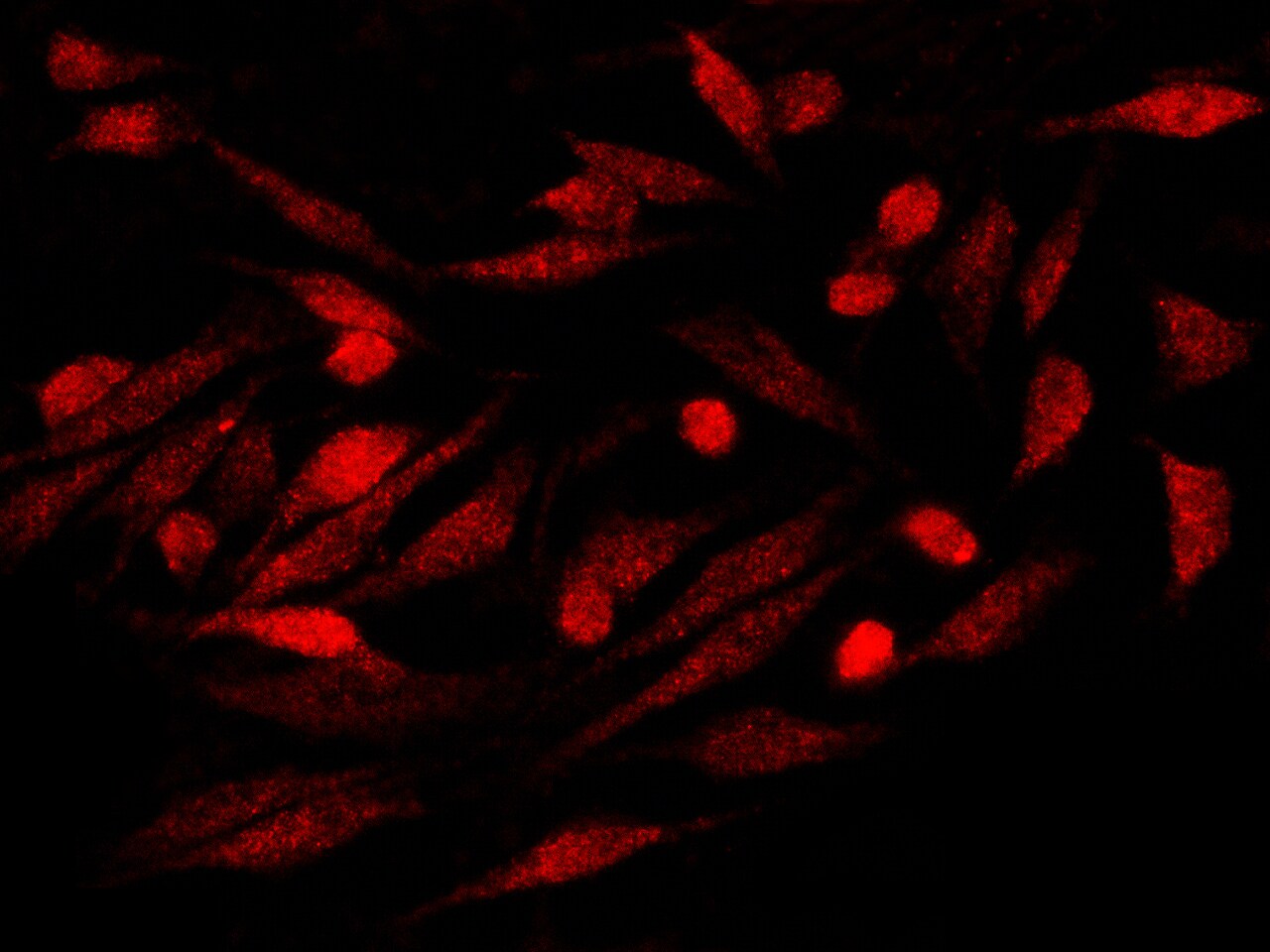S100P Antibody (116) - Azide and BSA Free