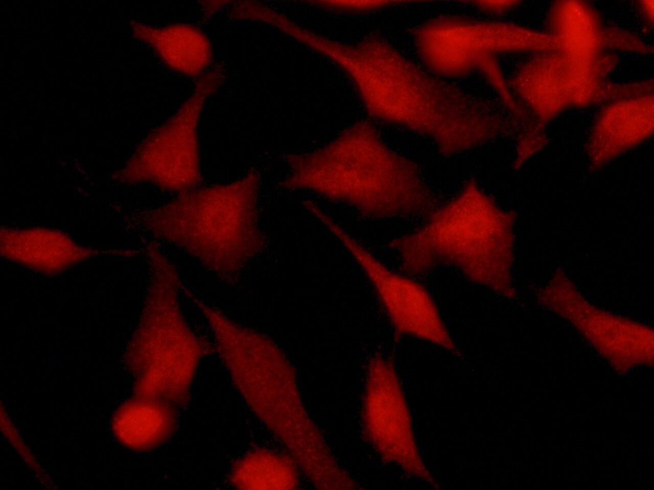TSC22/TSC22D1 Antibody (110) - Azide and BSA Free