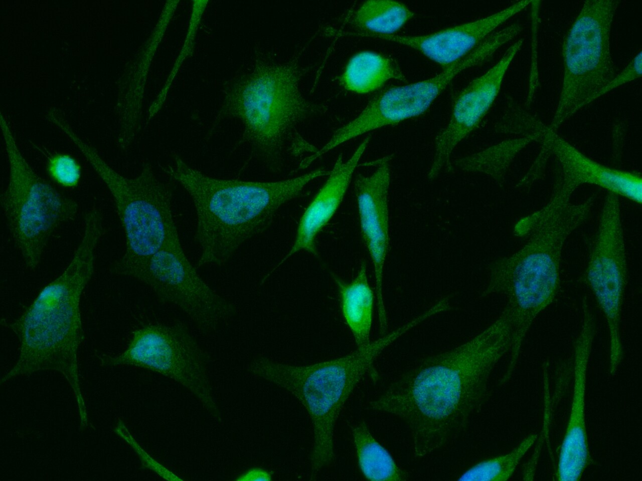 TSC22/TSC22D1 Antibody (143) - Azide and BSA Free