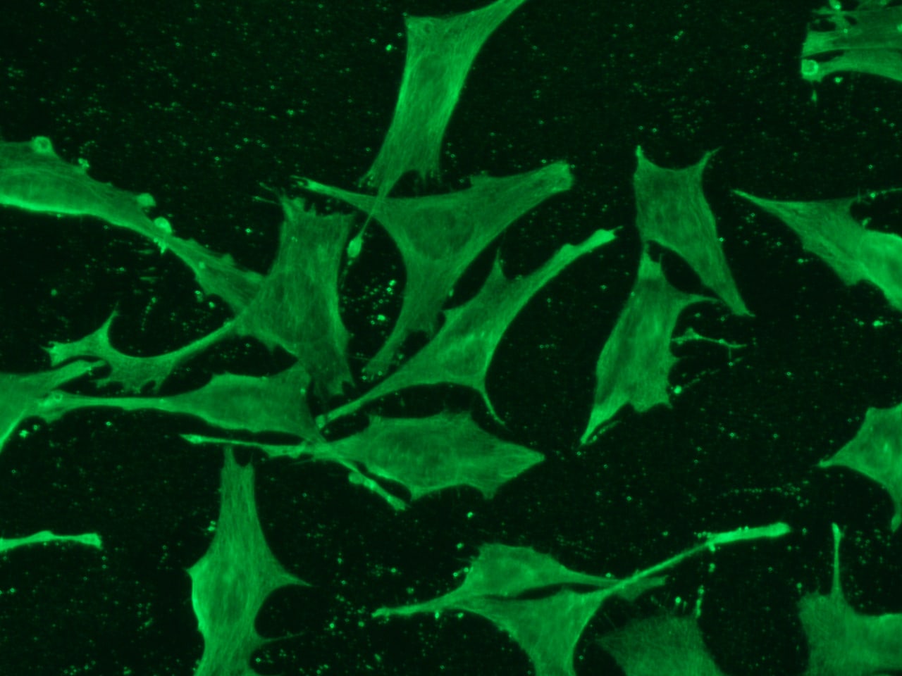 ISG15/UCRP Antibody (239) - Azide and BSA Free