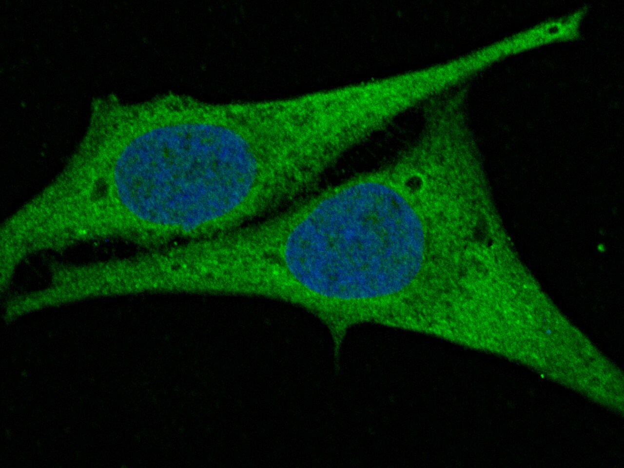 AK2 Antibody (009) - Azide and BSA Free