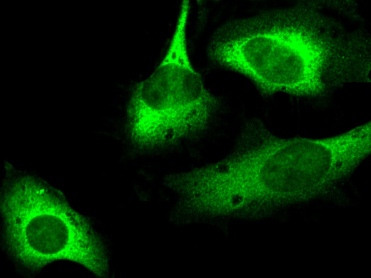 p53R2 Antibody (001) - Azide and BSA Free