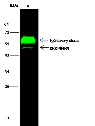 Serpin B3/SCCA1 Antibody (018) - Azide and BSA Free