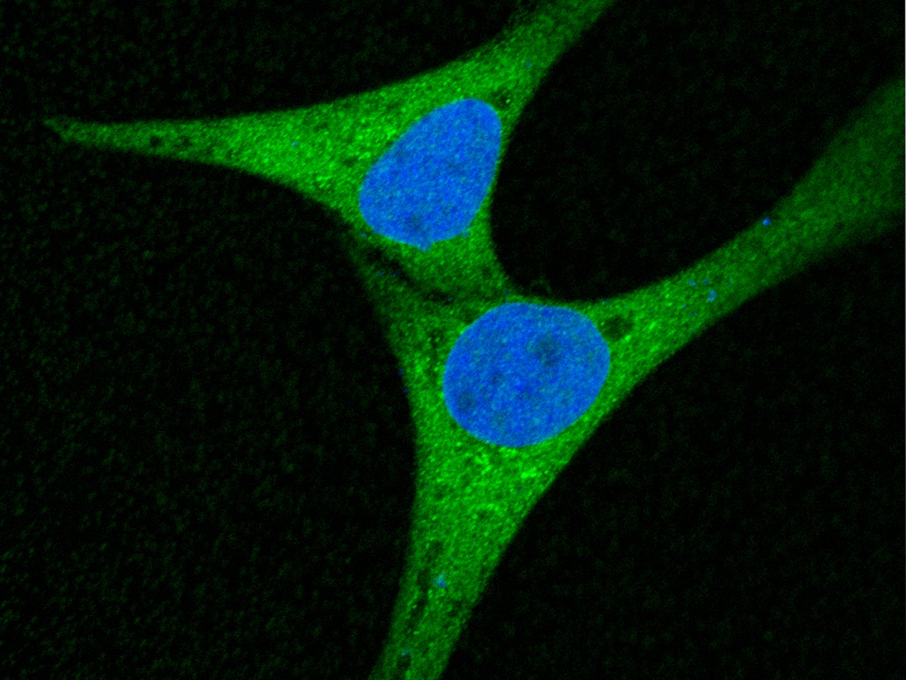 ERp72 Antibody (020) - Azide and BSA Free