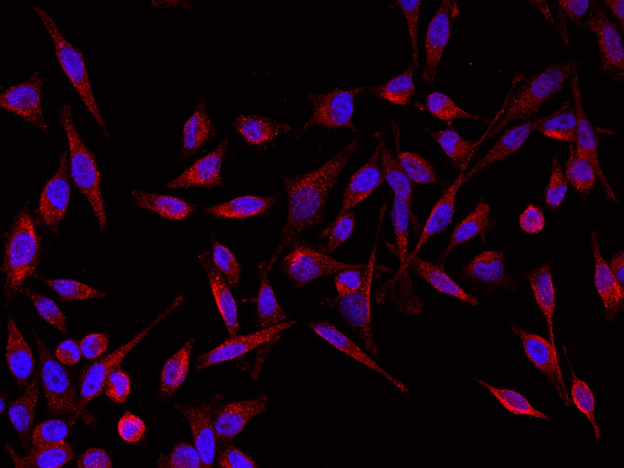 GIF Antibody (007) - Azide and BSA Free