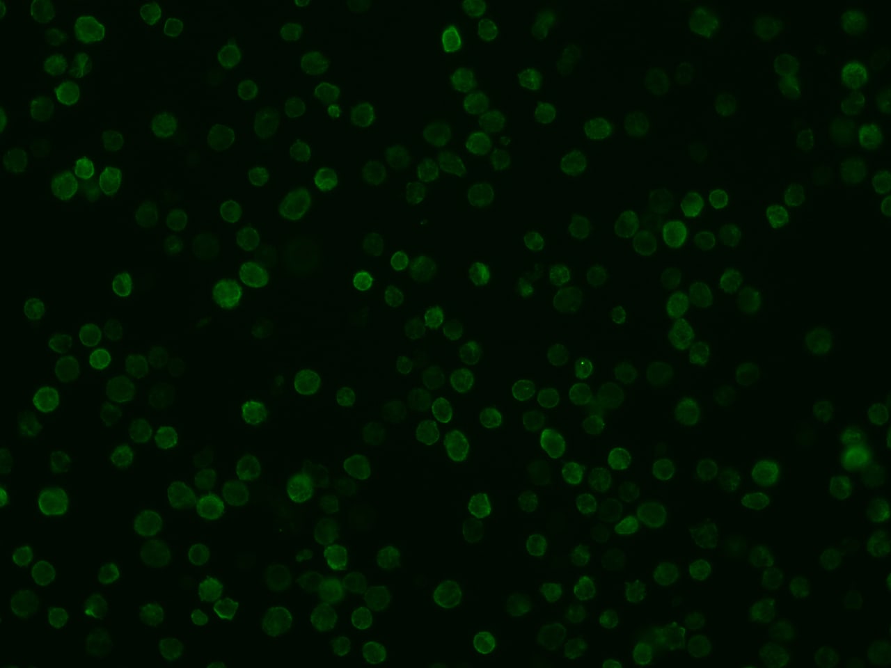 AIF-1/Iba1 Antibody (031) - Azide and BSA Free