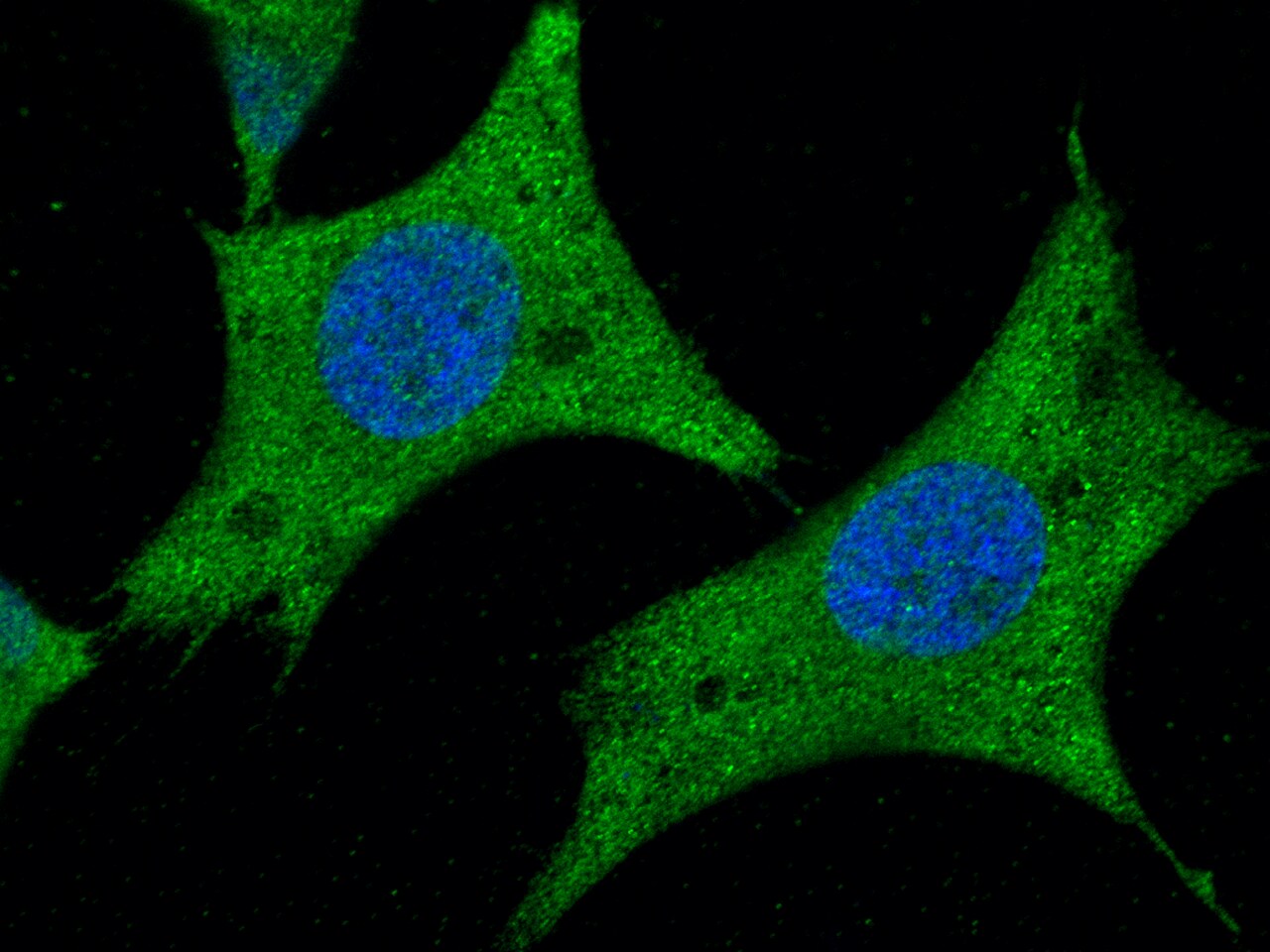 AARSD1 Antibody (012) - Azide and BSA Free